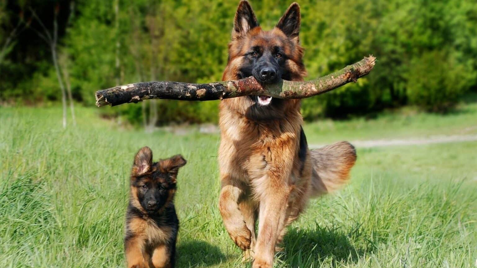 Berger Allemand Ami Fid le Et Protecteur Guide Complet 