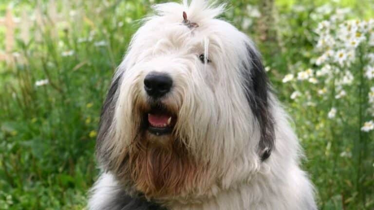 Bobtail : Caractère, éducation & santé (guide complet)