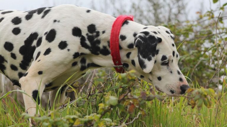 dalmatien-caract-re-ducation-sant-guide-complet