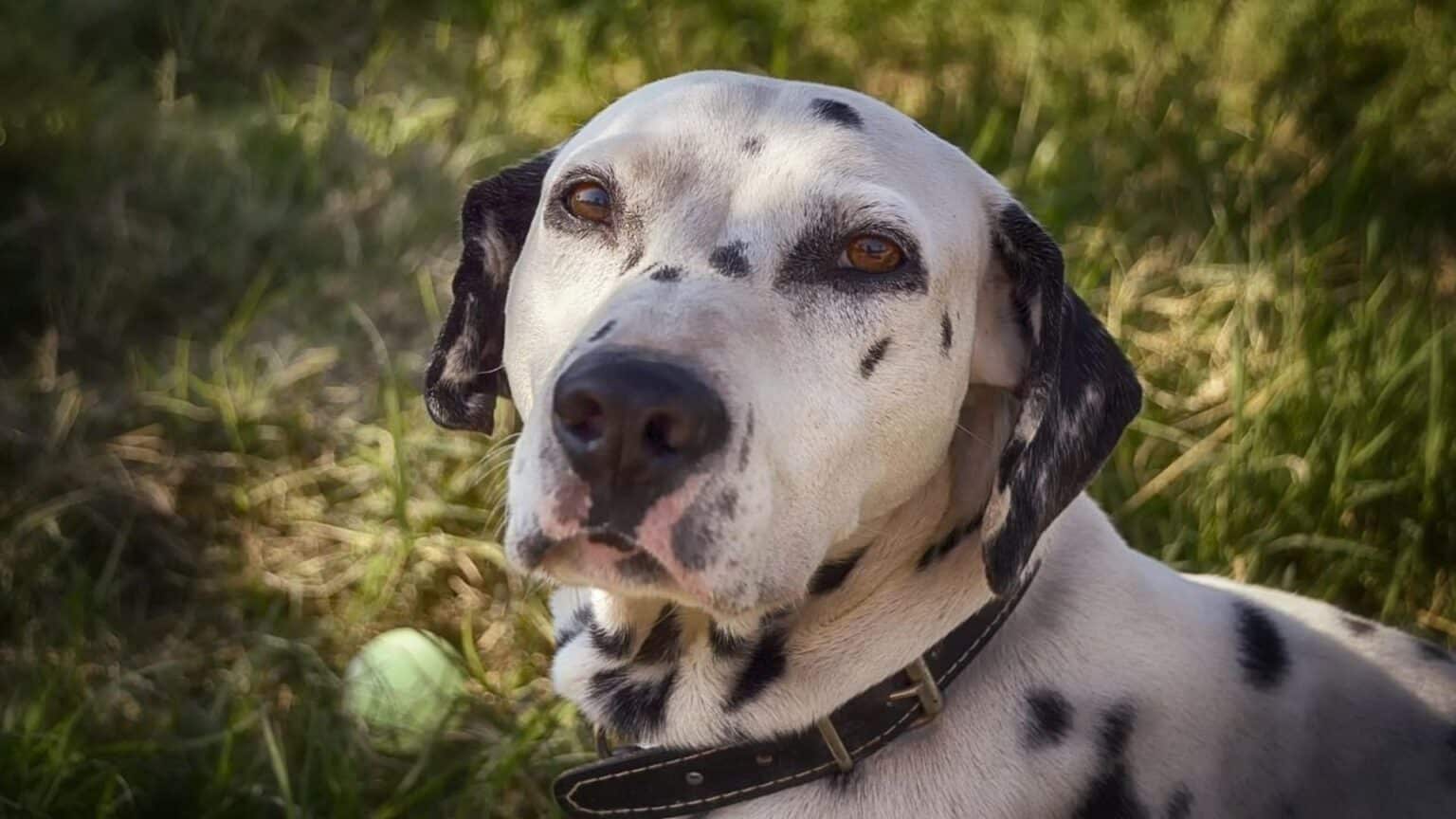 dalmatien-caract-re-ducation-sant-guide-complet