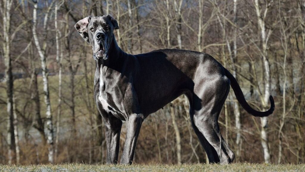 Dogue du Tibet ou Mastiff tibétain Guide complet — free download