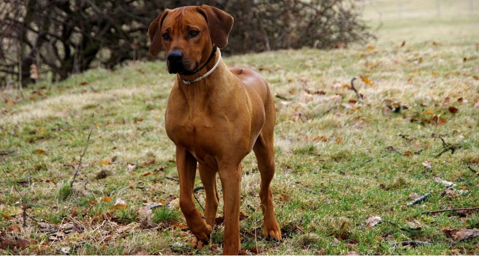 Le Rhodesian Ridgeback Rhodesian Ridgeback ou chien de Rhodésie : Caractère, éducation & santé