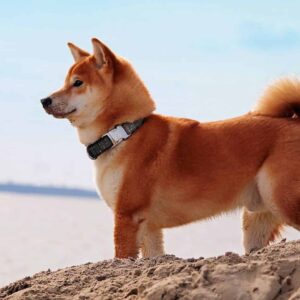 Akita Inu : Caractère, éducation & santé (guide complet)