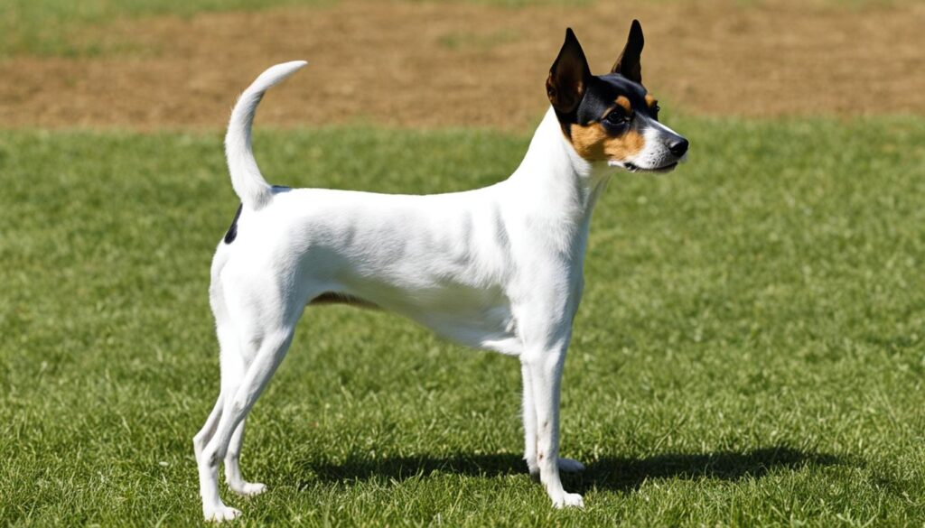 Fox Dogs Fox Terrier : Caractère, éducation & santé (guide complet)