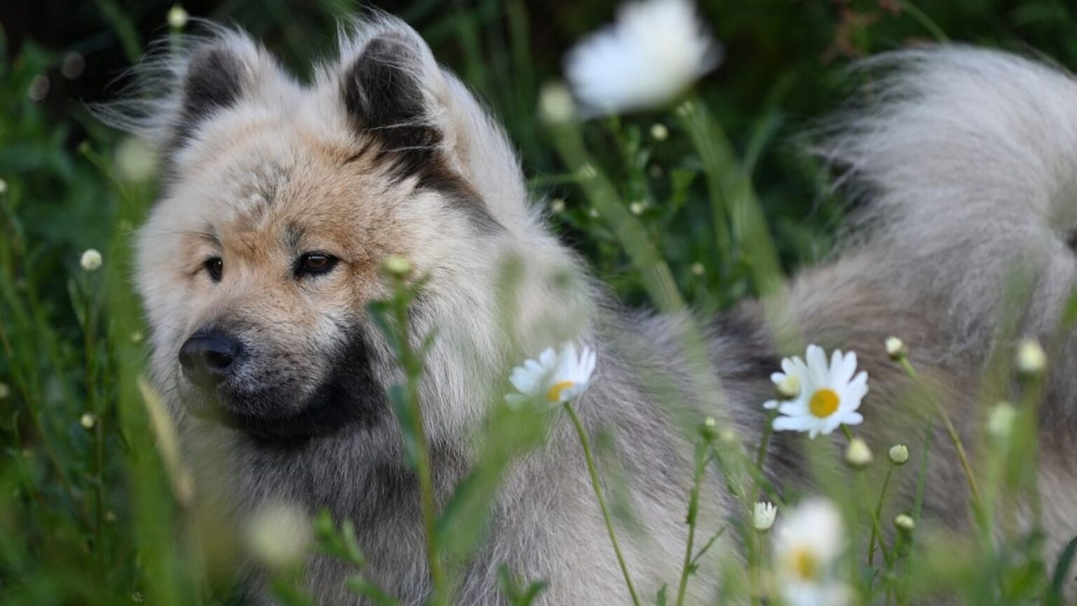 Eurasier Caract re ducation Sant guide Complet eurasier-caract-re-ducation-sant-guide-complet
