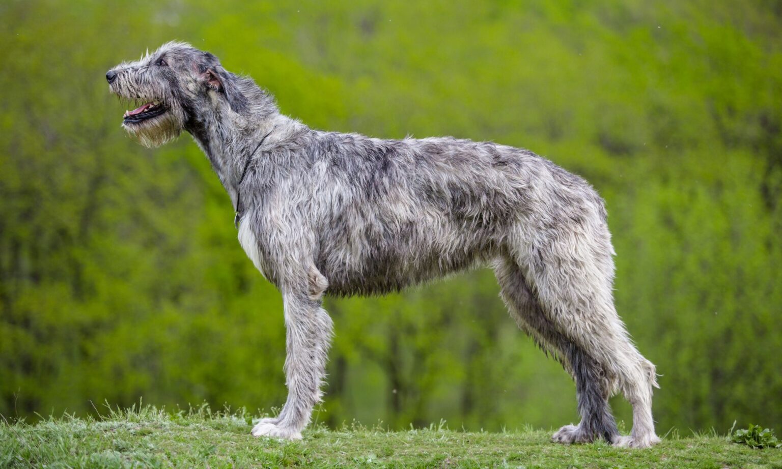 Découverte du lévrier irlandais, un chien au charisme exceptionnel