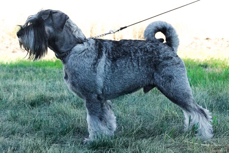 Chien Schnauzer Moyen qui marche gris et blanc